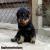 ขายลูกร็อตไวเลอร์(rottweier) คุณภาพ มีประกัน จากฟาร์ม